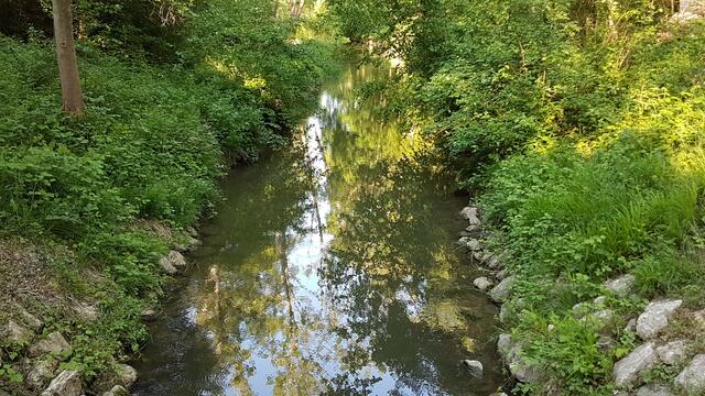 Wasserreichtum der Wälder