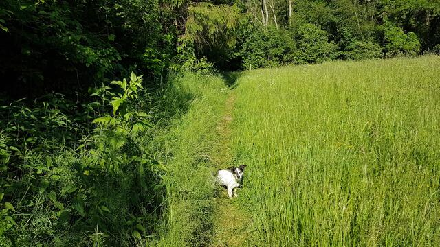 Lucy geht voraus. Traumhafte Ruhe!