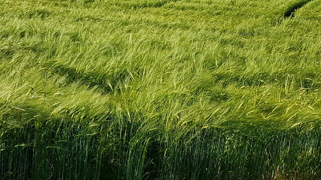 Entlang wachsenden Getreidefeldern führt der abwechslungsreiche Weg