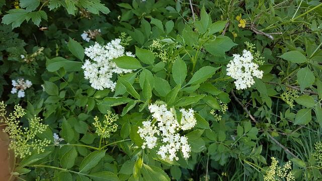 Holunder blüht und duftet