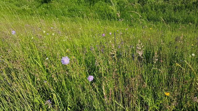 Blumenwiese entlang der Donau