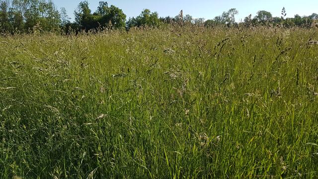 Gräser und Pollen, nicht so toll