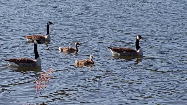 Kanadagänse auf einem See