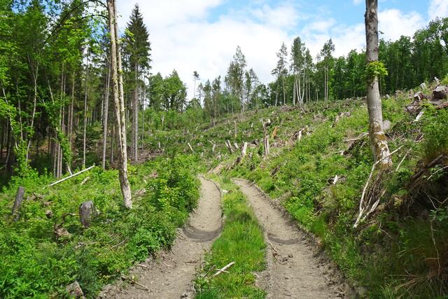 Wanderweg mit schon teils beräumten Fichtenwald