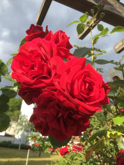 Rosenpracht