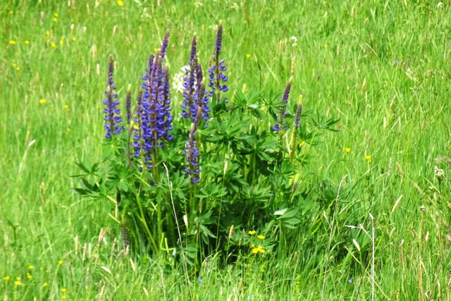 Lupinen auf einer Wiese im Wippertal