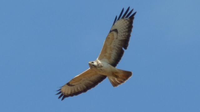 Mäusebussard (Text korrigiert)