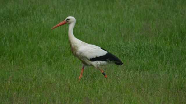 Storch Wilkenburg, hat den längsten Schnabel in der Region Hannover (habe ich vom Experten)