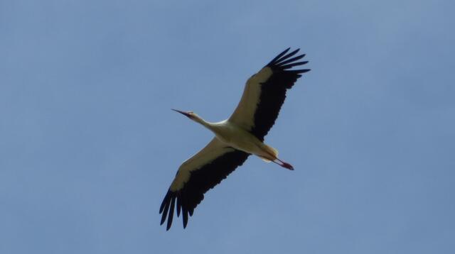Weißstorch