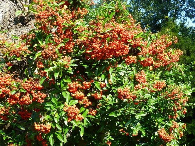Feuerdorn im Herbst