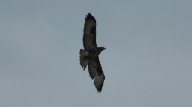 Fischadler oder Bussard? Bussard!