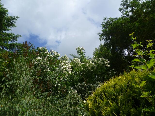 Jasmin