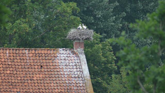 Die drei Jungstörche warten auf Futter im Storchennest Wilkenburg