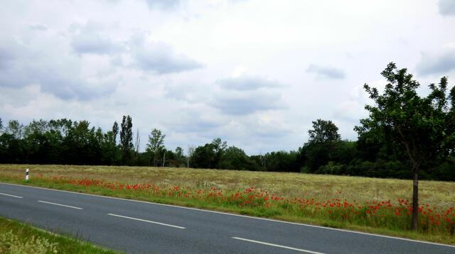Die Strasse zwischen Harkenbleck und Wilkenburg . Hinter den Büschen liegt der See.