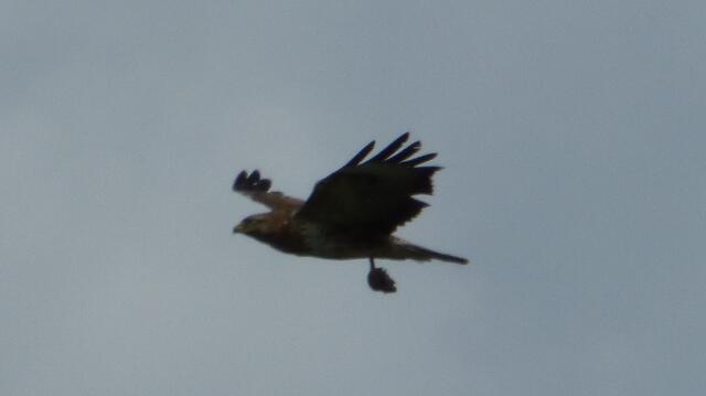 Bussard mit Maus - Mäusebussard?