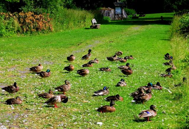 Enten - Versammlung  am Gondelteich