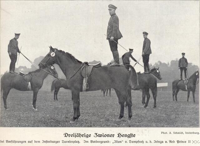 Dreijährige Zwioner Hengste mit stehenden Reitern zum Artikel "Selektion nach Leistung" > http://www.trakehnenverein.de/geschichte.html#HLP_Zwion | Foto: wie vor