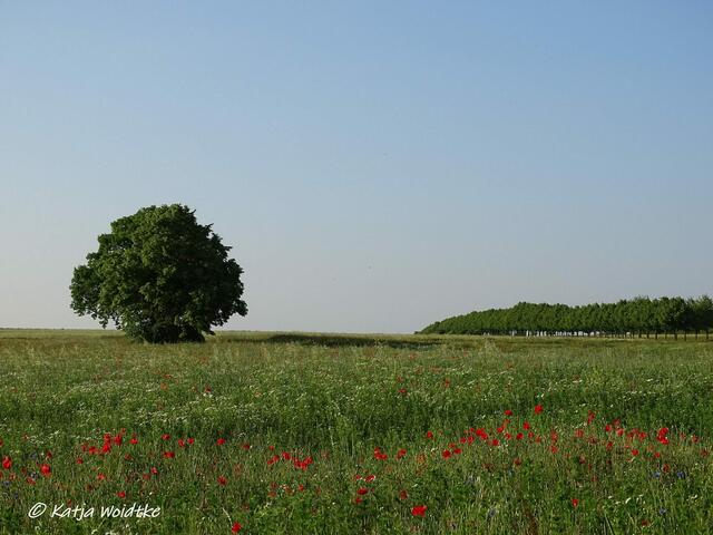 Rund um den Kronsberg zur Mohnblüte - Mohnfeld am Kronsberg (Foto: Katja Woidtke)