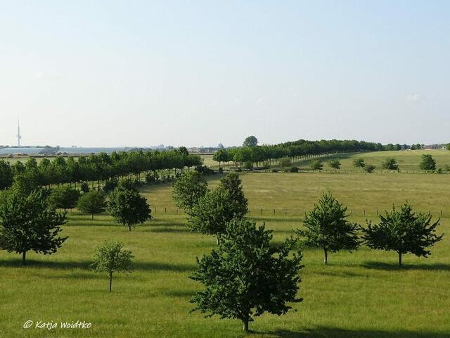 Rund um den Kronsberg zur Mohnblüte - (Foto: Katja Woidtke)