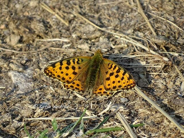Rund um den Kronsberg zur Mohnblüte - Kleiner Perlmutterfalter (Issoria lathonia) (Foto: Katja Woidtke)