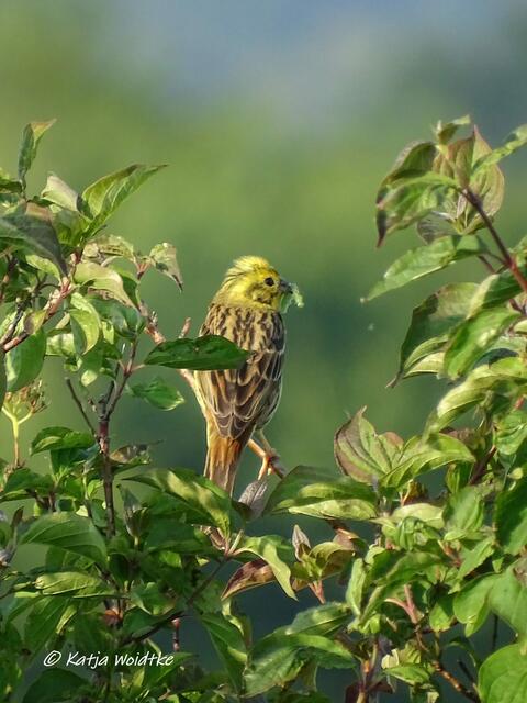 Rund um den Kronsberg zur Mohnblüte - Goldammer (Emberiza citrinella) (Foto: Katja Woidtke)