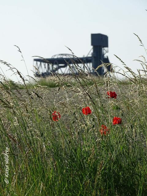 Rund um den Kronsberg zur Mohnblüte - Holländischer Pavillon (Foto: Katja Woidtke)