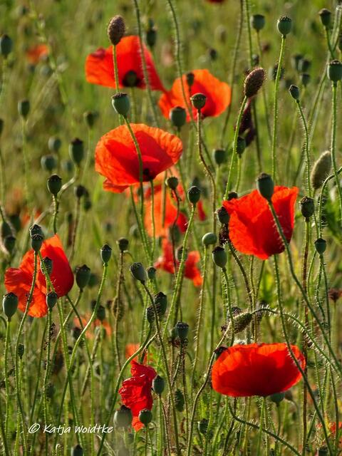 Rund um den Kronsberg zur Mohnblüte - Klatschmohn (Papaver rhoeas) (Foto: Katja Woidtke)