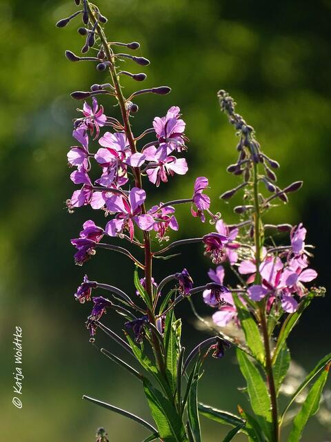 Rund um den Kronsberg zur Mohnblüte - Blut-Weiderich (Lythrum salicaria) (Foto: Katja Woidtke)