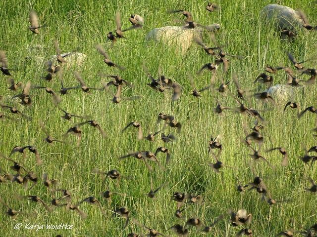 Rund um den Kronsberg zur Mohnblüte - Stare (Sturnus vulgaris) auf der Schafsweide (Foto: Katja Woidtke)