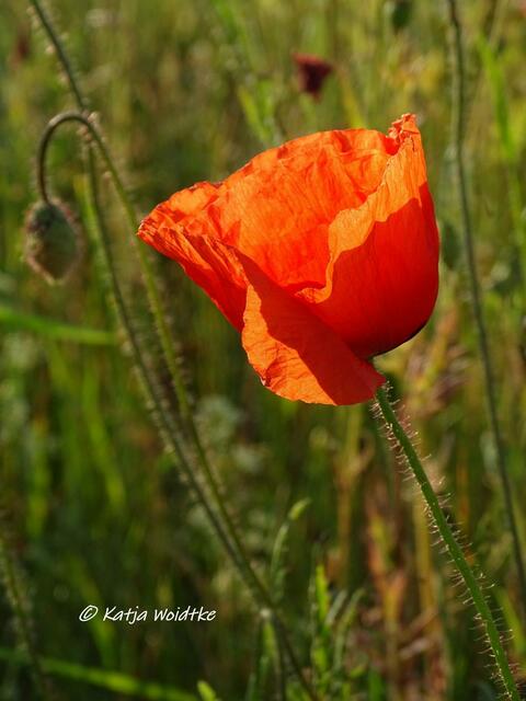Rund um den Kronsberg zur Mohnblüte - Klatschmohn (Papaver rhoeas) (Foto: Katja Woidtke)