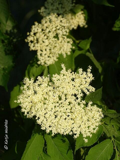 Rund um den Kronsberg zur Mohnblüte - Holunder (Sambucus) (Foto: Katja Woidtke)
