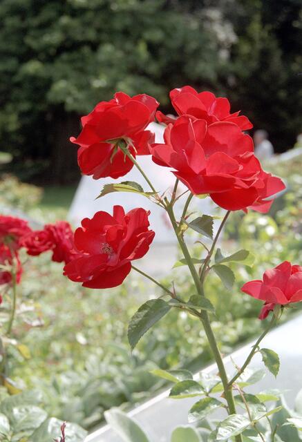 Landesgartenschau 2004 in Wolfsburg
