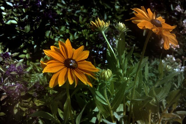 Die 2. Landesgartenschau 2004 in Wolfsburg