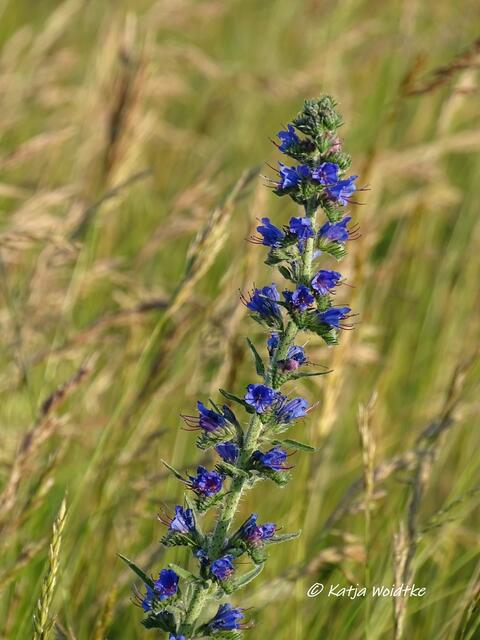 Rund um den Kronsberg zur Mohnblüte - Blauer Natternkopf (Echium vulgare) (Foto: Katja Woidtke)