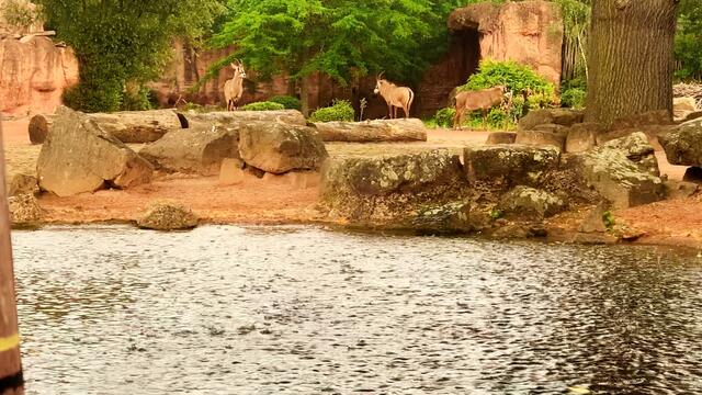 16. Juni 2020. Erlebnis-Zoo Hannover. Gewitter und Regen auf dem Sambesi. Bleibt gesund!