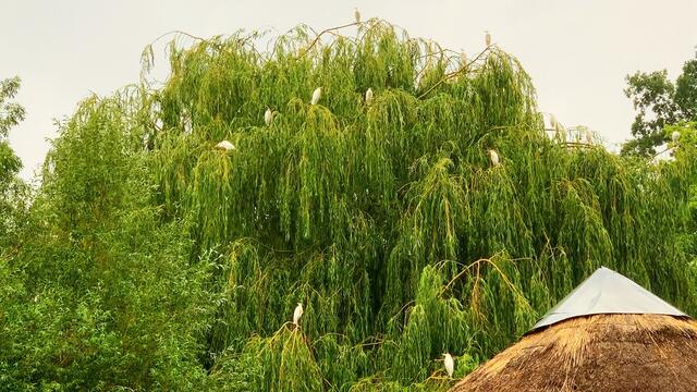 16. Juni 2020. Erlebnis-Zoo Hannover. Gewitter und Regen auf dem Sambesi. Bleibt gesund!