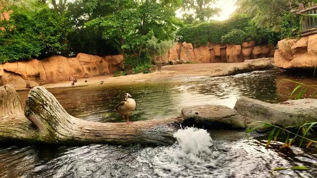 16. Juni 2020. Erlebnis-Zoo Hannover. Gewitter und Regen auf dem Sambesi. Bleibt gesund!