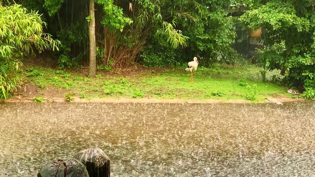 16. Juni 2020. Erlebnis-Zoo Hannover. Gewitter und Regen auf dem Sambesi. Bleibt gesund!