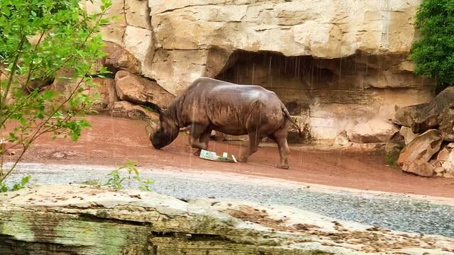 16. Juni 2020. Erlebnis-Zoo Hannover. Gewitter und Regen auf dem Sambesi. Bleibt gesund!