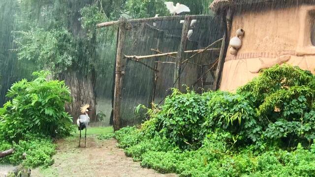 16. Juni 2020. Erlebnis-Zoo Hannover. Gewitter und Regen auf dem Sambesi. Bleibt gesund!