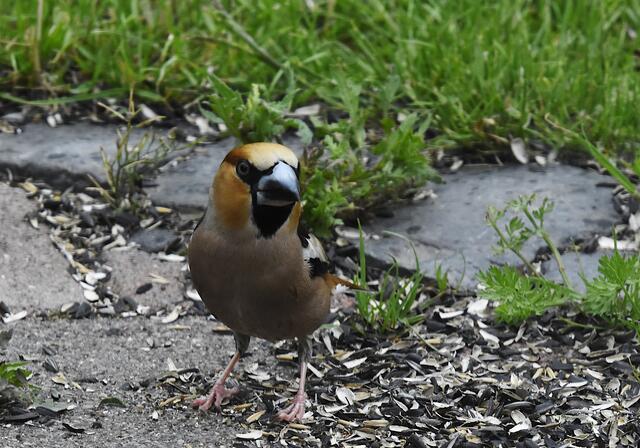 ..............schön, dich kennenzulernen - Herr Kernbeißer