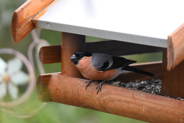 Herr Dompfaff -  auch Gimpel oder seltener Blutfink genannt - lässt sich nicht stören bei der Knusperei