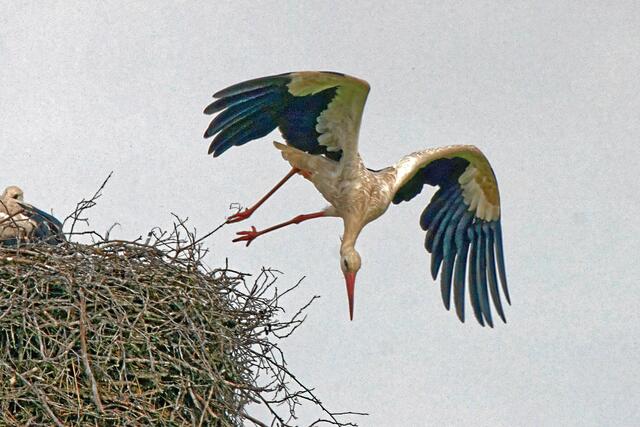 Mutter Adeline hat auch selber Hunger und fliegt davon!