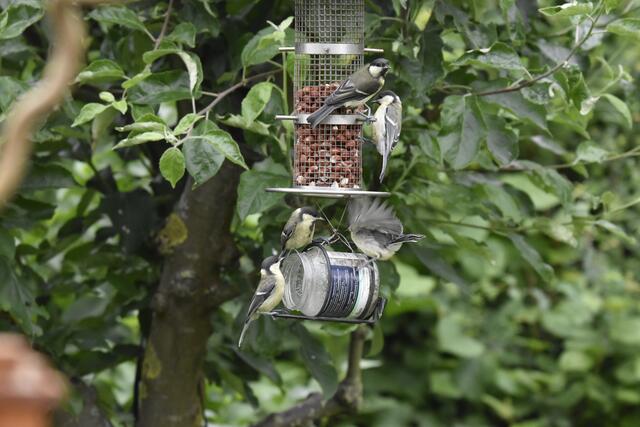 Kohlmeisenfamilie - Kabbelei um das Fettfutter