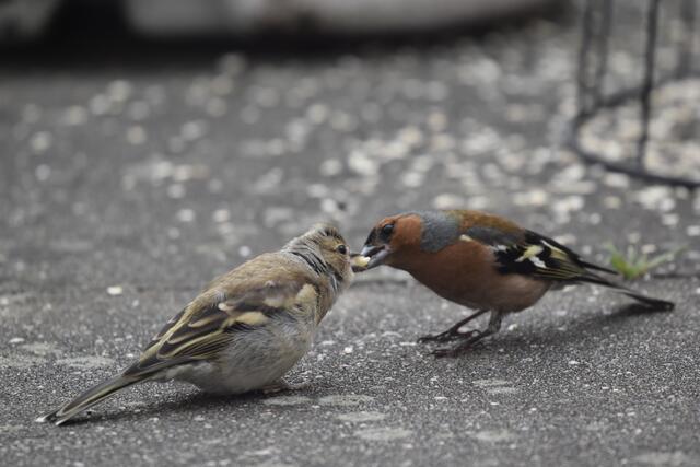 Buchfinken - Futterübergabe²