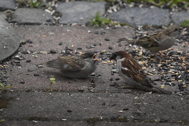 Spatzenkinder sind manchmal nervige Futterbettler - nicht jedes Mal haben sie Erfolg, sie werden nun schon öfters ignoriert