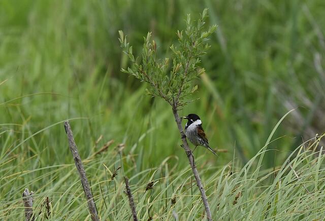 Rohrammer / Männchen