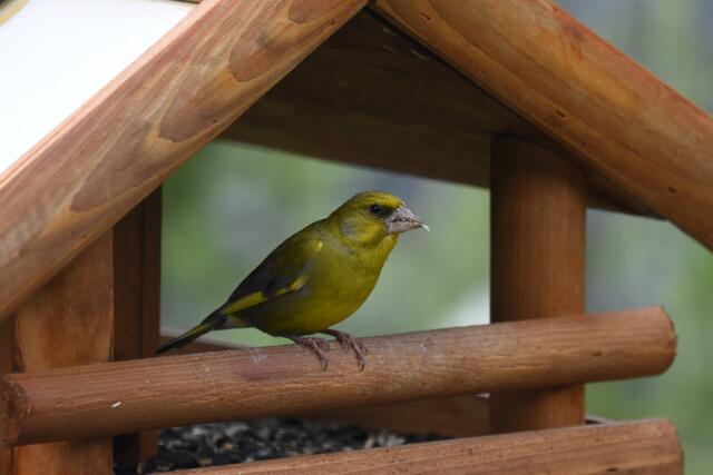 Grünfink - achtsames Speisen