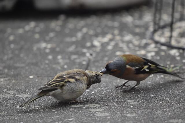 Buchfinken - Futterübergabe³
