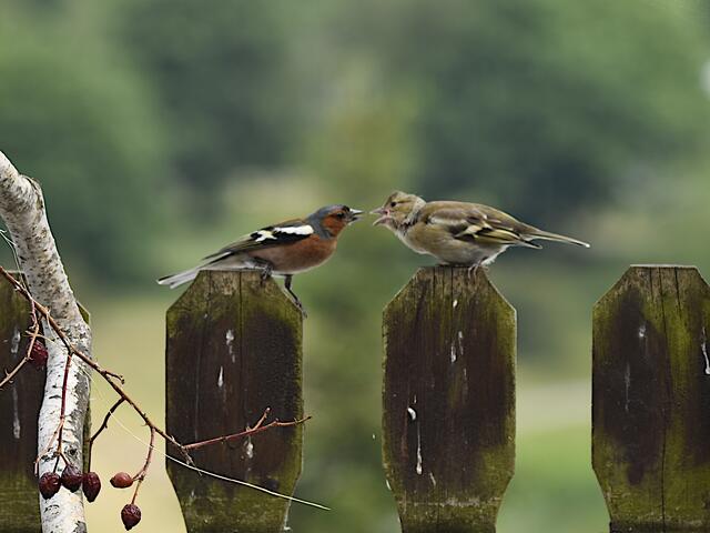 Buchfinken - Futterbettelei